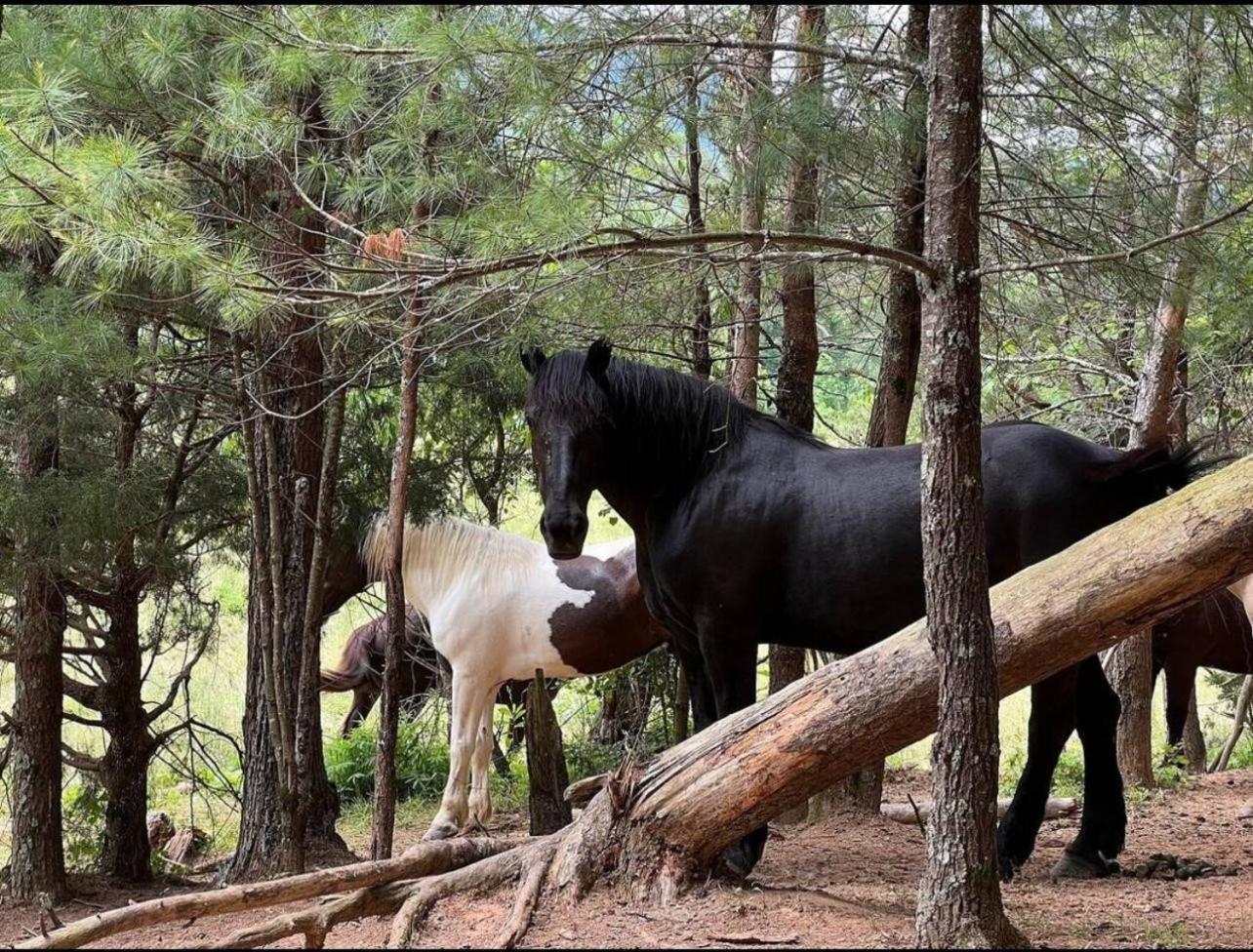 Almost Heaven #2 Pigeon Forge Esterno foto